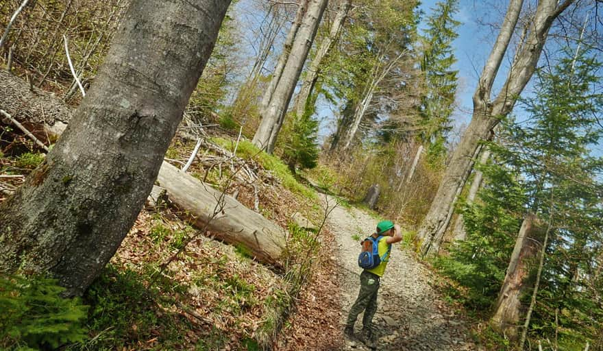 Green trail to Gorc Troszacki and Kudłoń