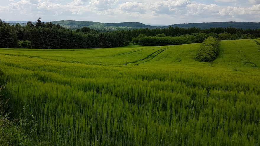 Fields near the Cross under Lipka - spring