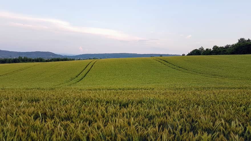 Fields near the Cross under Lipka - early summer