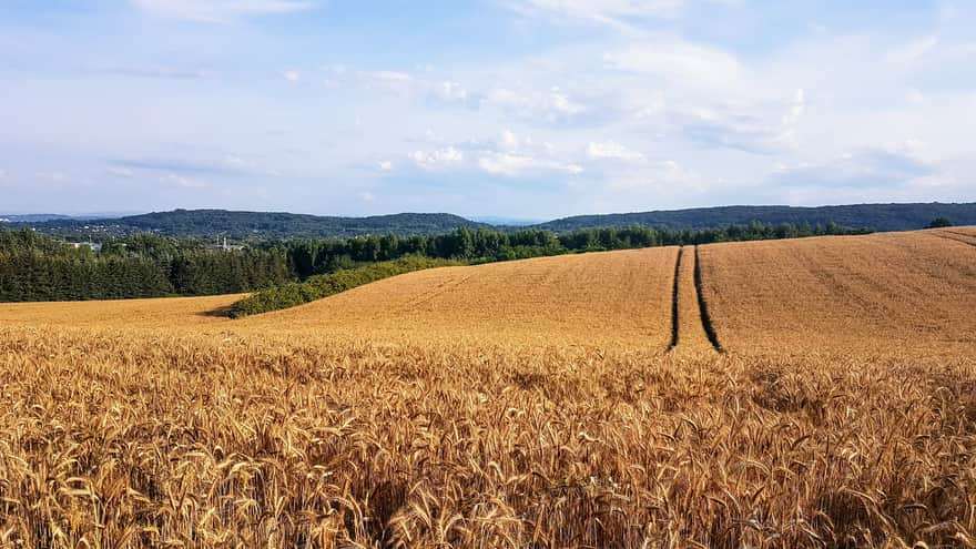 Fields near the Cross under Lipka - summer