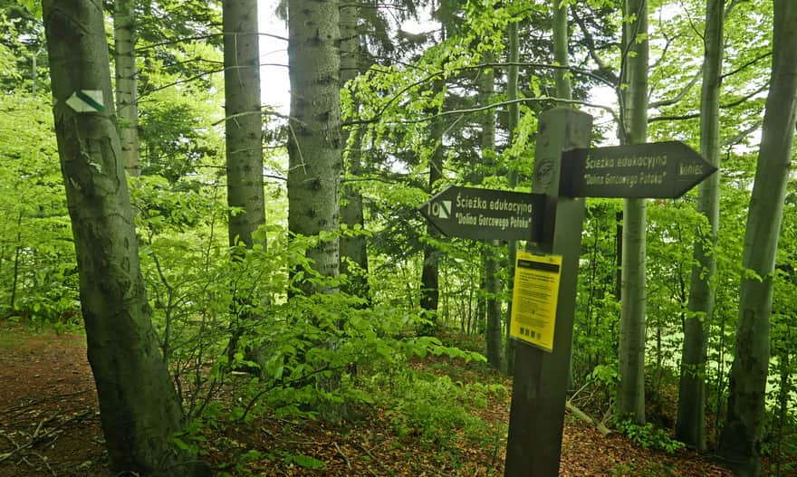 Ścieżka Dolina Gorcowego Potoku - zejście do punktu wyjścia