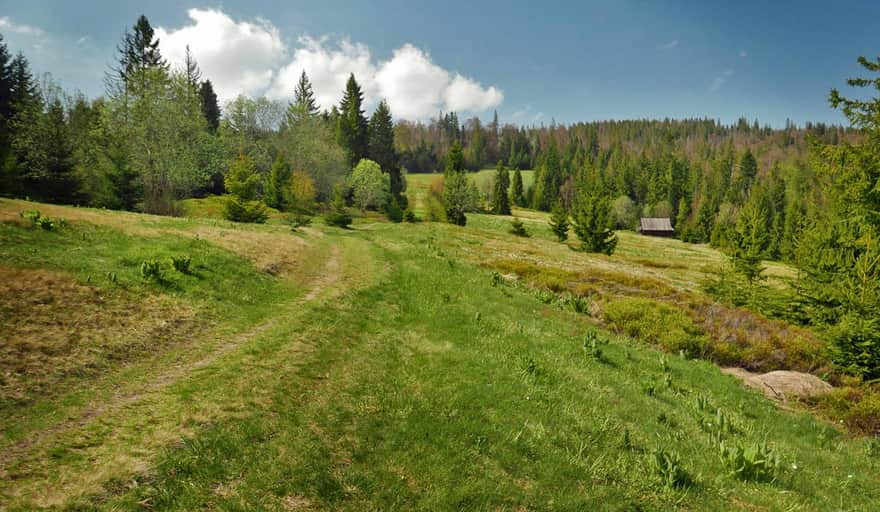 Polana Stawieniec - widok po wyjściu z lasu