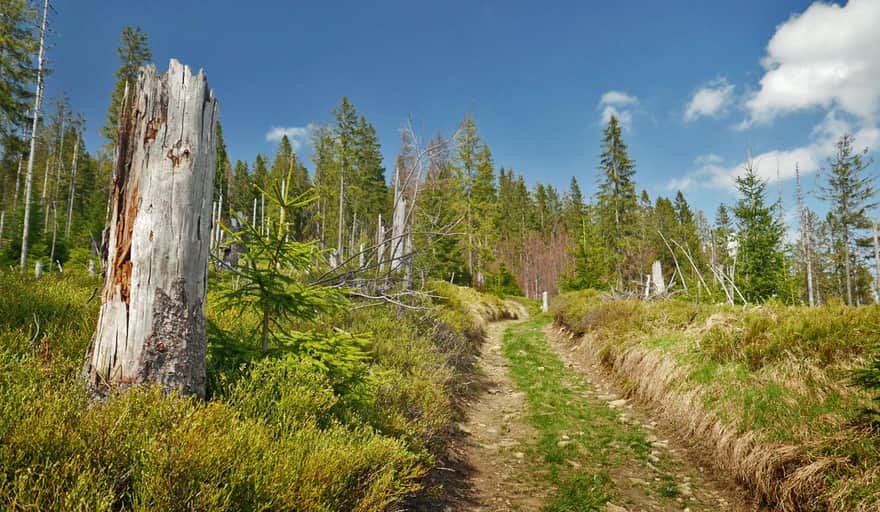 Green trail to Gorc Troszacki - final section