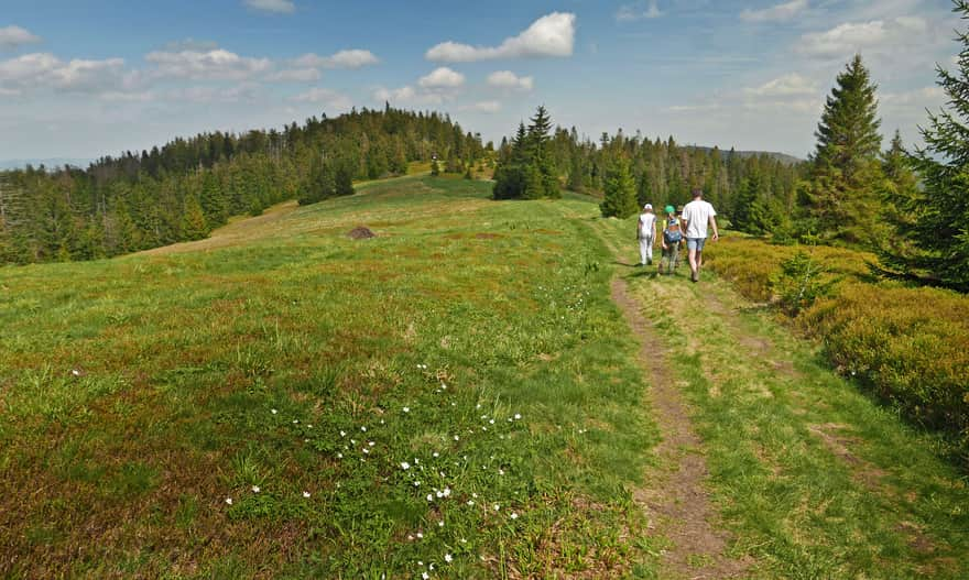 Polana Gorc Troszacki - on the way to the summit of Kudłoń