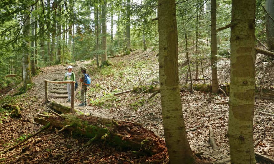 Yellow Trail to Gorc Troszacki and Kudłoń, ascent through the forest