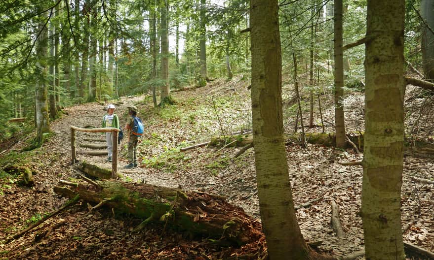 Żółty szlak na Gorc Troszacki i Kudłoń, podejście przez las