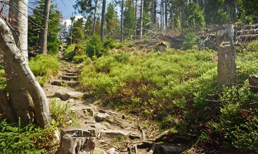 Yellow Trail to Gorc Troszacki and Kudłoń, steep ascent through the forest