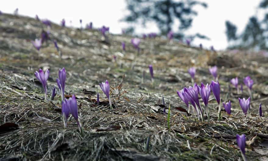 Krokusy na Starych Wierchach