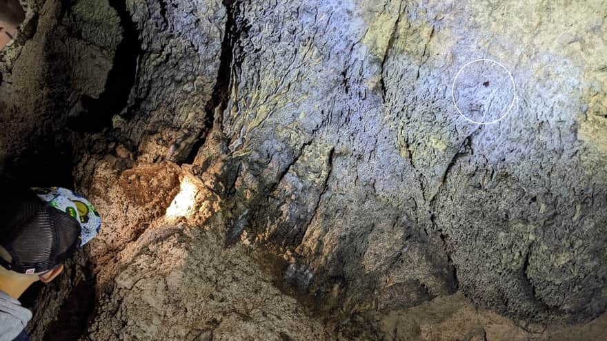 Bat in Nietoperzowa Cave
