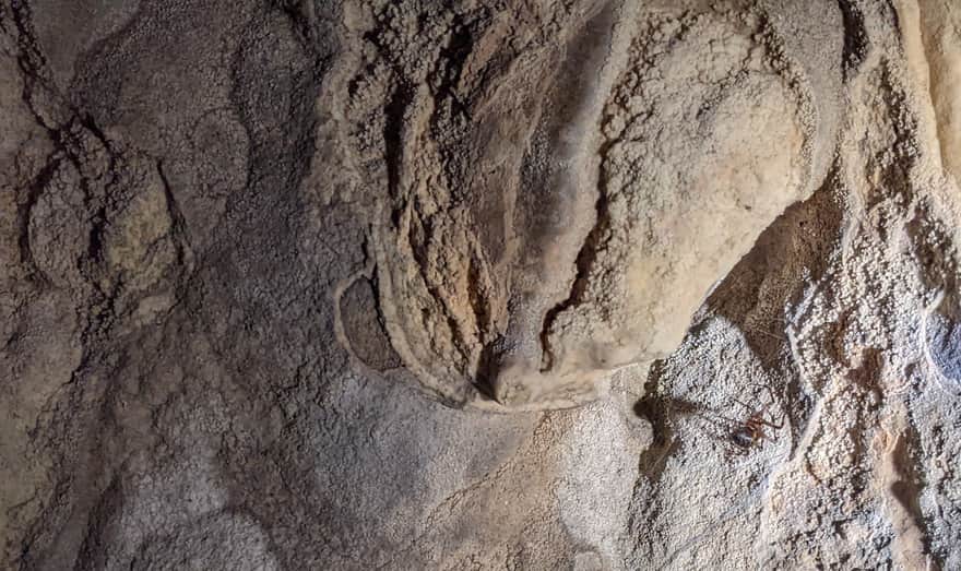 Jaskinia Nietoperzowa - pająk Sieciarz Jaskiniowy (Meta menardi)