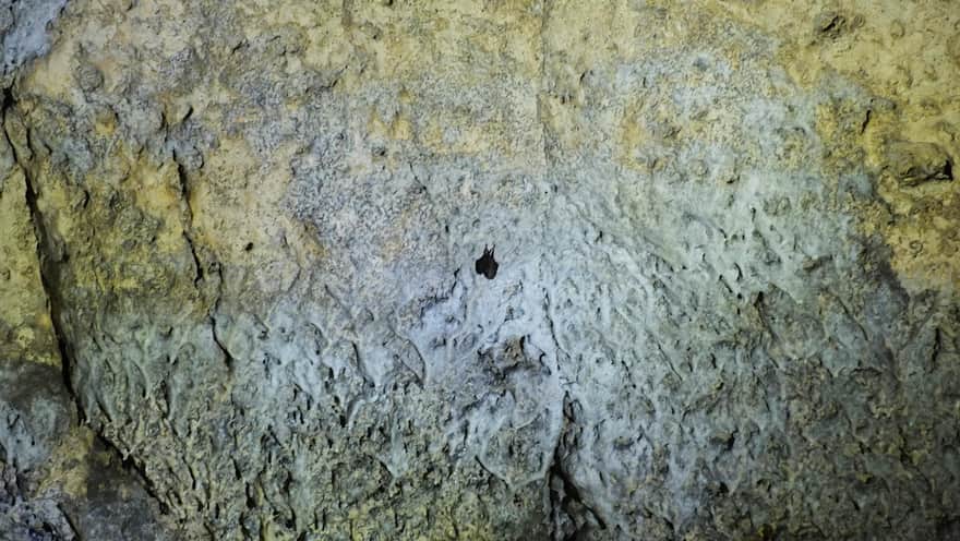 Jaskinia Nietoperzowa - nietoperz