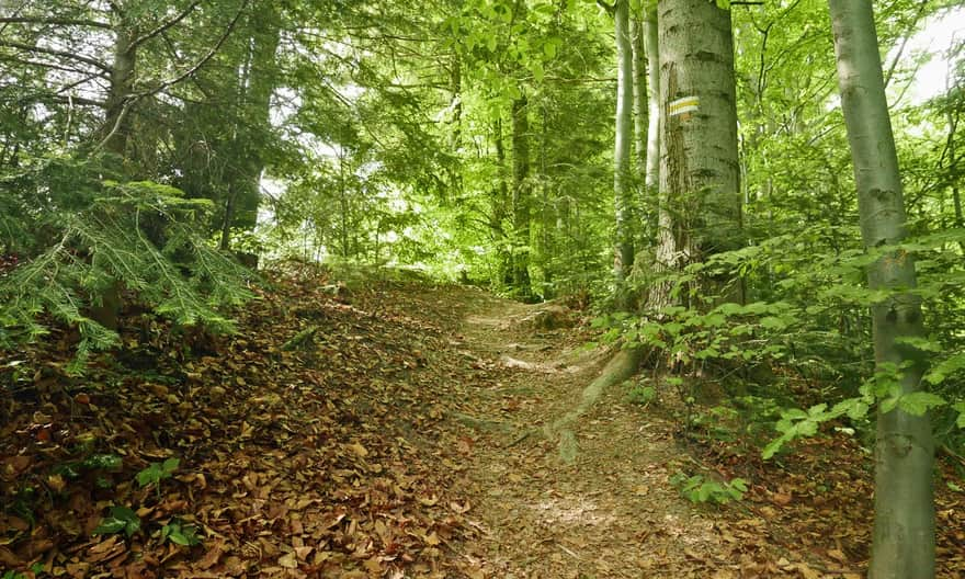 Yellow trail from Lubomierz-Rzeki: ascent through the forest