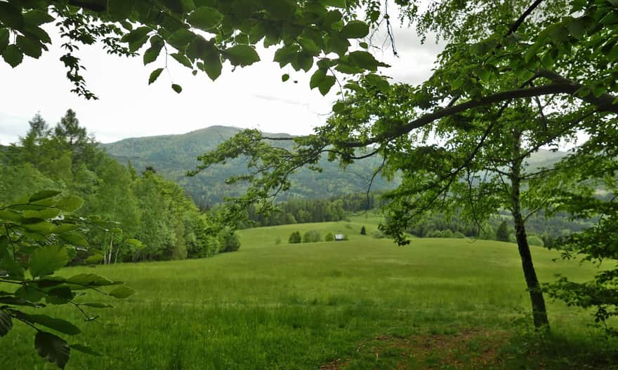 Yellow trail from Rzek - first scenic clearing.