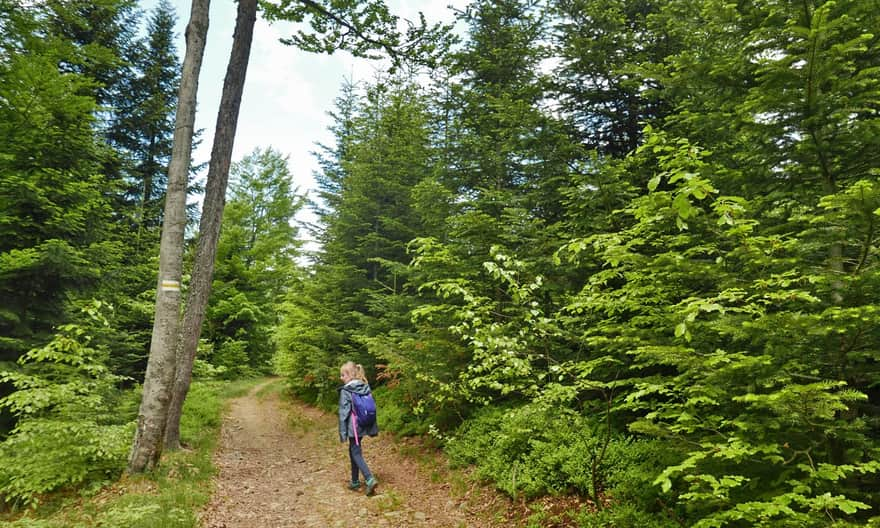 Forest road through Myszyca