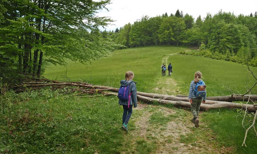 Okólczyska Glade. Yellow trail between Mizinówka and Jasień