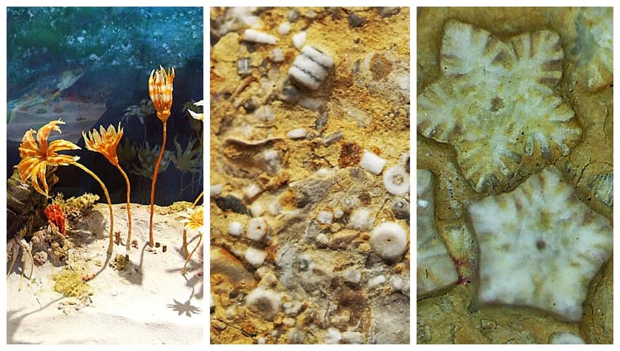 Crinoids and their fossils - photographs from Geosfera