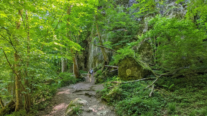 Panieńskie Skały Reserve in Wolski Forest
