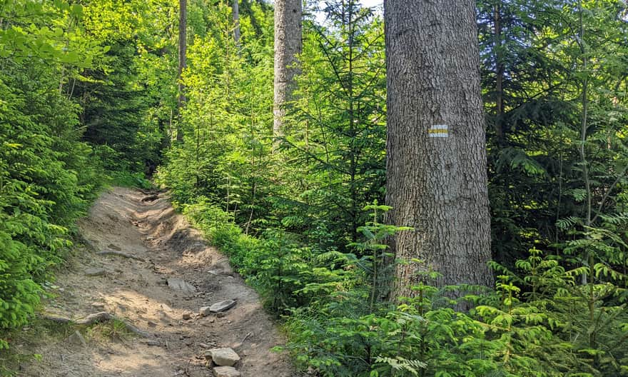 Yellow trail from Korbielów to Hala Miziowa and Pilsko