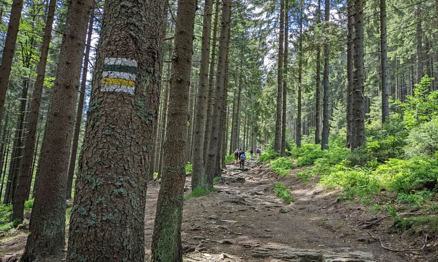 Green and yellow trail from Korbielów to Hala Miziowa and Pilsko