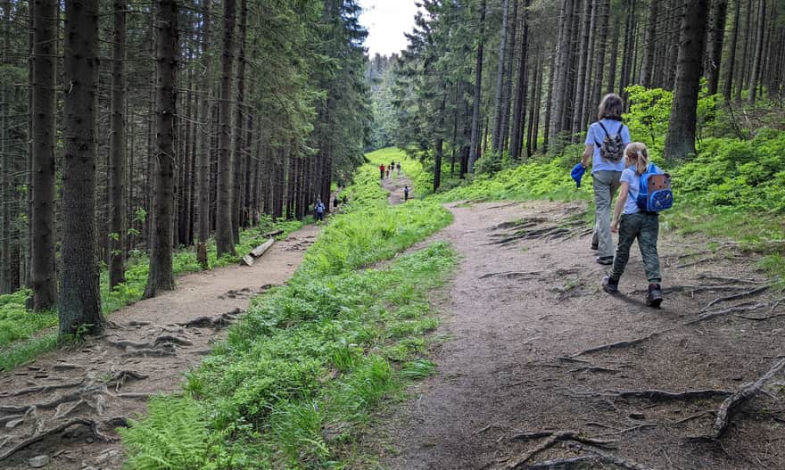Green and yellow trail from Korbielów to Hala Miziowa and Pilsko