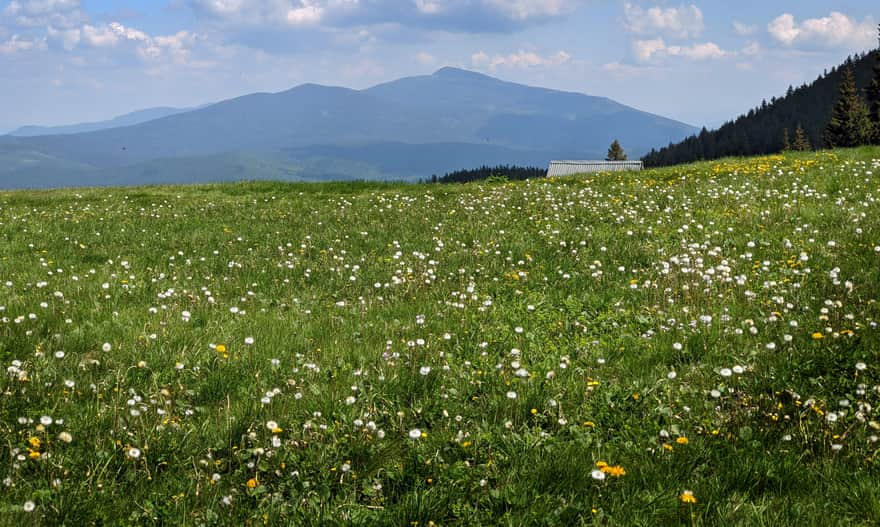 Babia Góra from Hala Miziowa