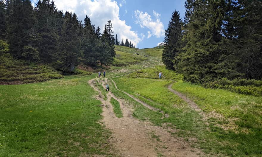 Steep meadow from Hala Miziowa to Mountain of Five Mounds and Pilsko