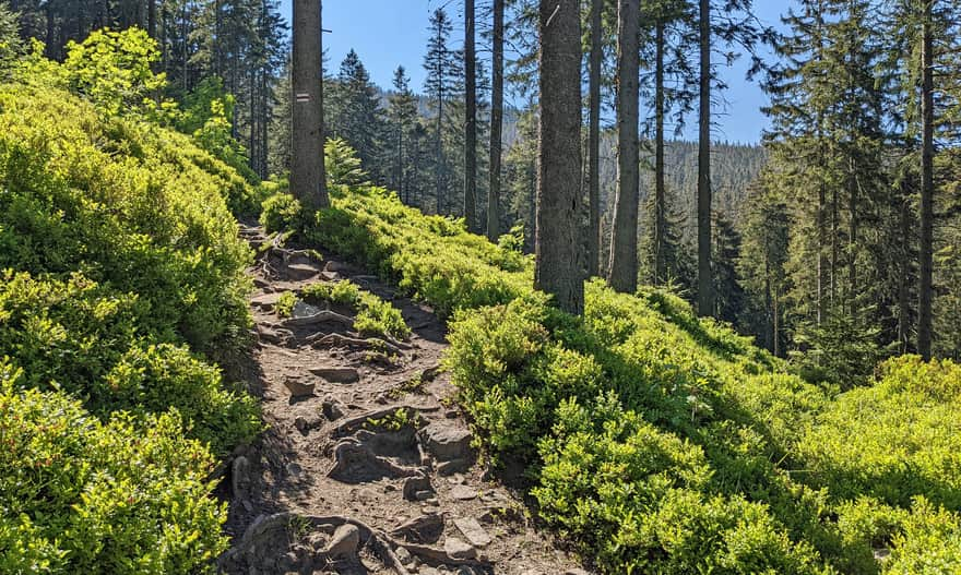 Red trail through Pilsko Reserve.