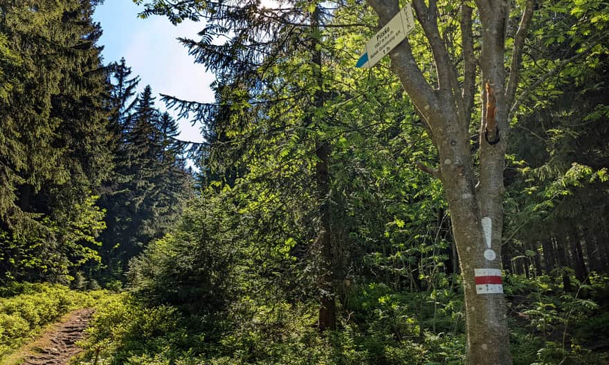 Red border trail. Blue trail to Pilsko on the left (1 hour), red trail to Hala Miziowa on the right through the forest.