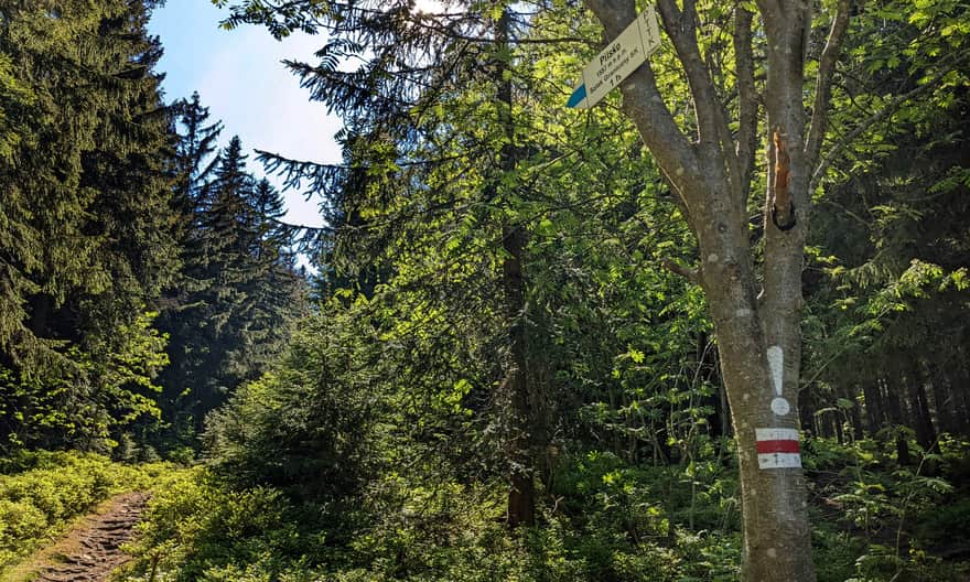 Red border trail. Blue trail to Pilsko on the left (1 hour), red trail to Hala Miziowa on the right through the forest.