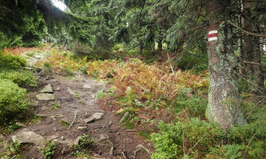 Red trail from Malá Babia Góra to Slana Voda