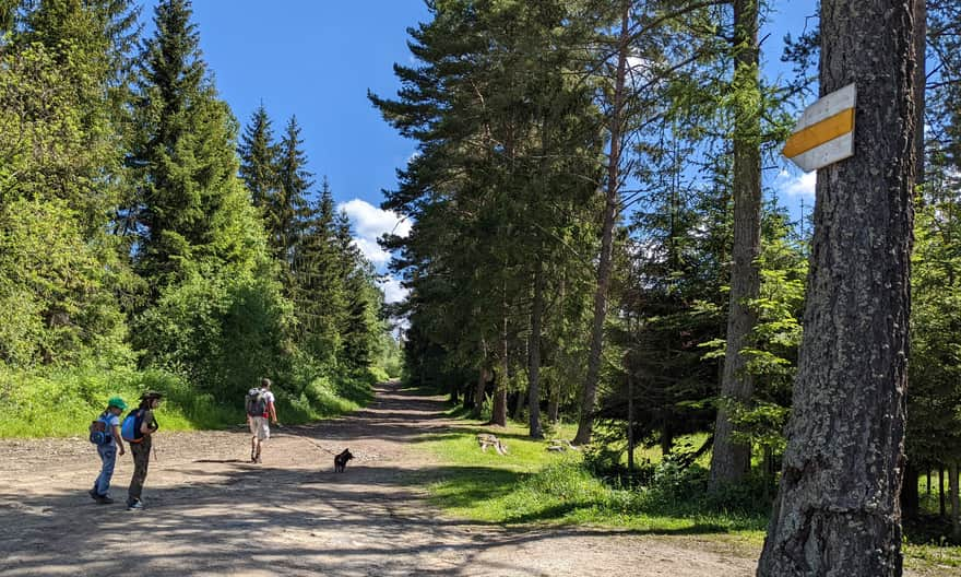 Yellow trail Slana Voda - Babia Góra. Trailhead