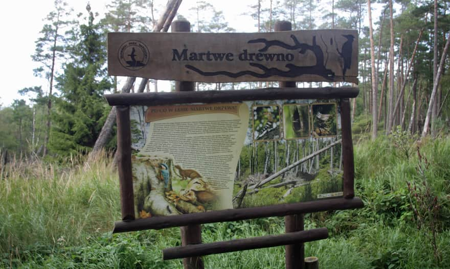 Słowiński Park Narodowy, na czerwonym szlaku na ruchome wydmy