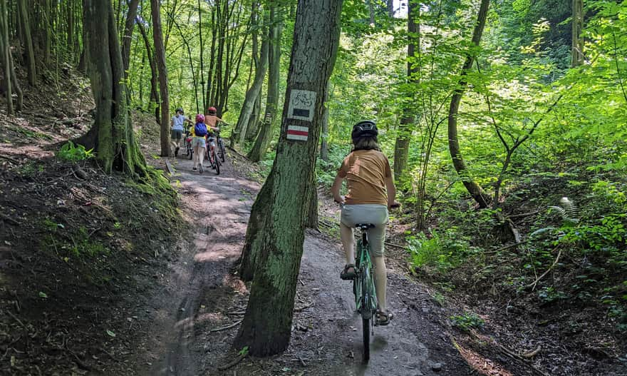 Biking from Krakow to Ojcow - steep forest road