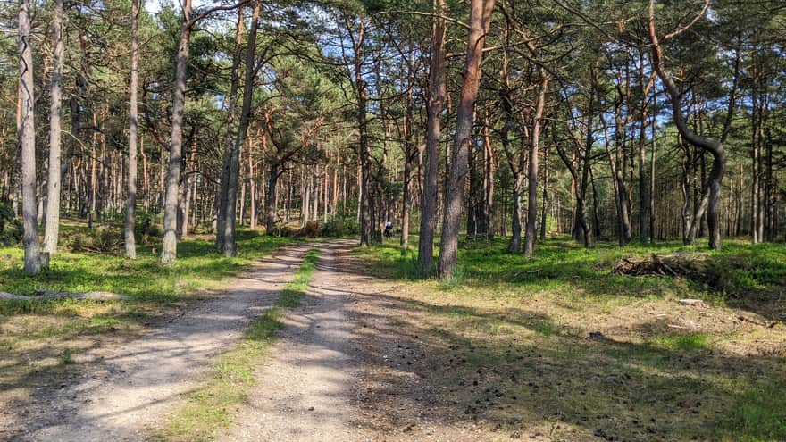 Leśna ścieżka Mrzeżyno-Pogorzelica