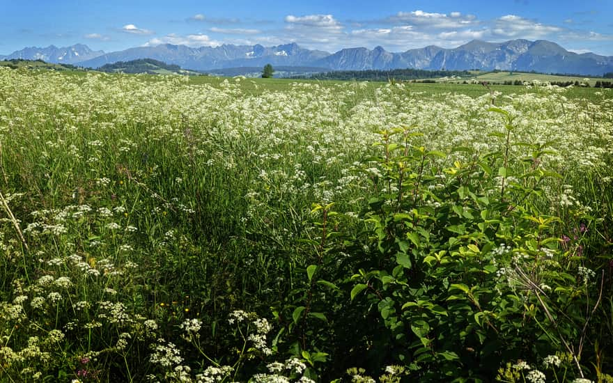 Widok na Tatry - rowerowy szlak wokół Tatr