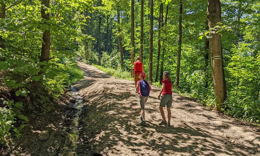 Green Trail from Sucha Polana to PTTK Shelter on Kudłacze Glade