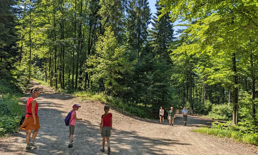Sucha Polana: left for the green trail to Kudłacze, right: forest road to Poręba