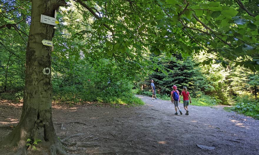 Łysina - intersection of trails.