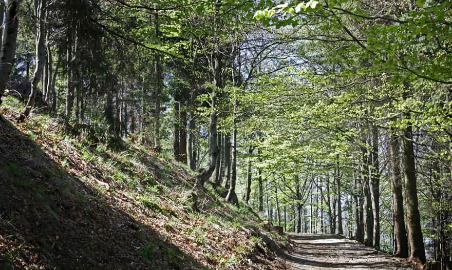 Blue trail to Magurka Wilkowicka from Przełęcz Przegibek