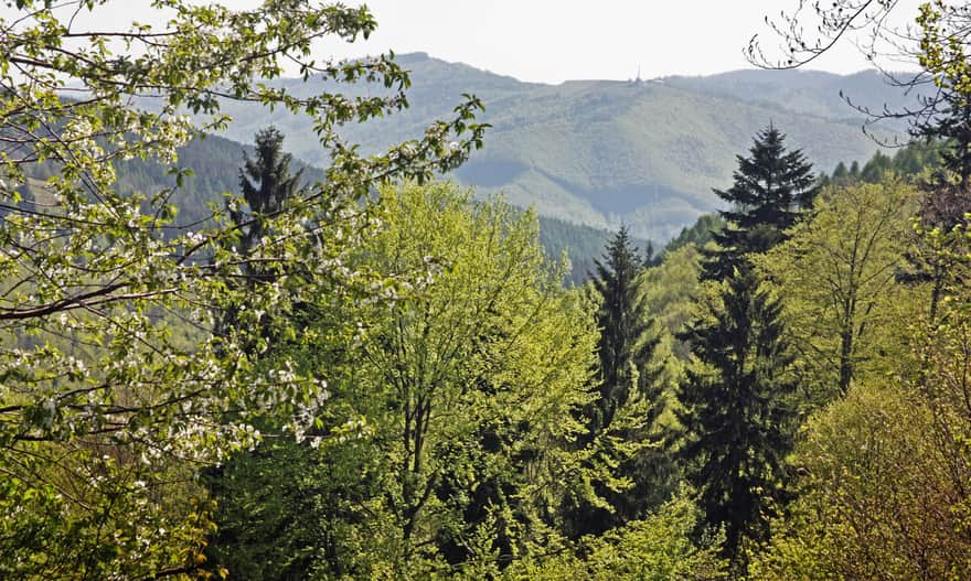 Mount Żar from the blue trail Przełęcz Przegibek - Magurka Wilkowicka