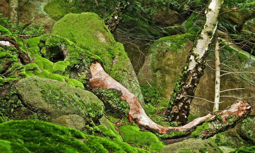 Low Beskid, Diabli Kamień Reserve