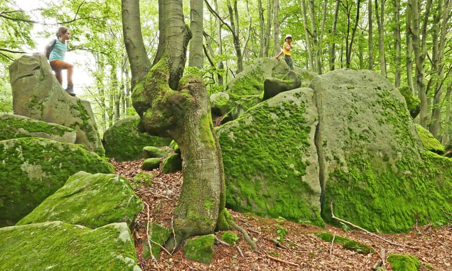 Kornuty Reserve in Magura Wątkowska