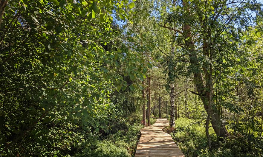 Longer trail at Tarnawa Peat Bog - forest
