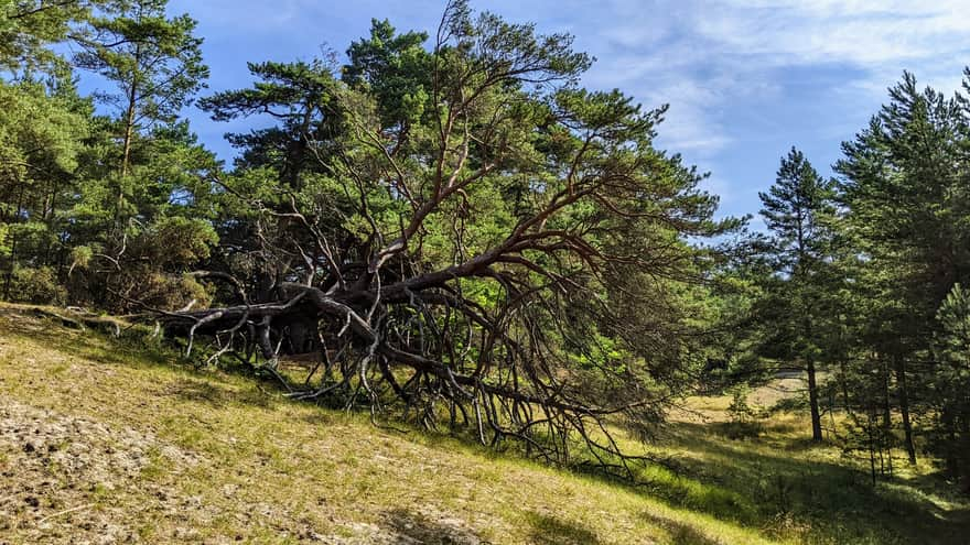 Pines on the Orzechowska Dune