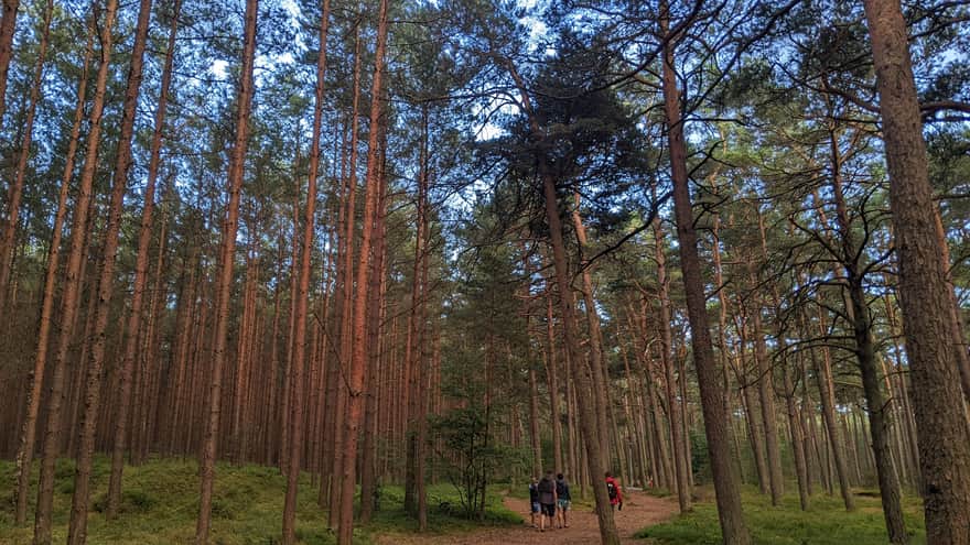 Red trail through the pine forest from Ustka to Orzechowo