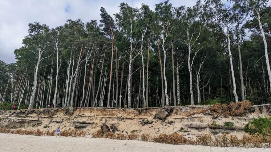 Z Ustki do Orzechowa - góra klifu przebiega wydeptana ścieżka