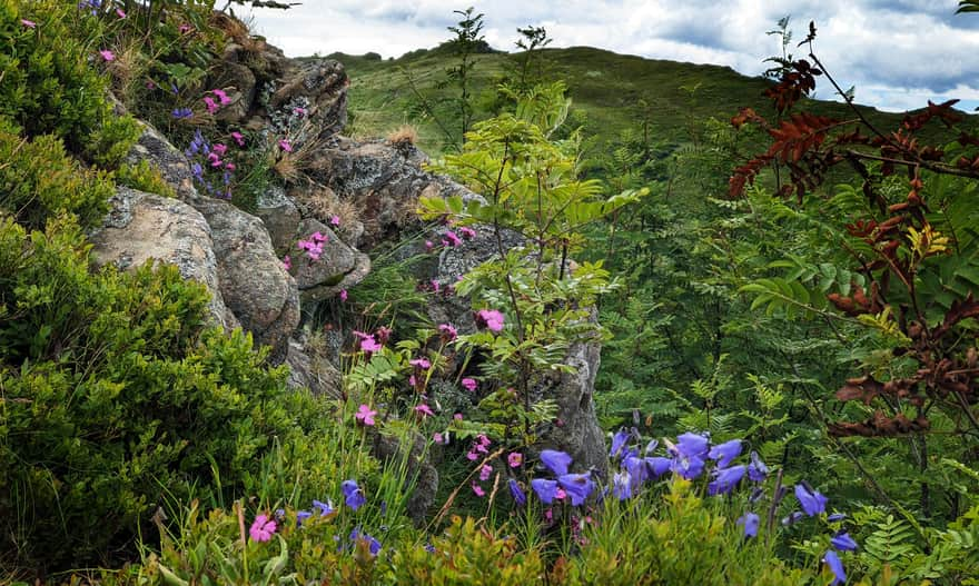 Summer on Bukowe Berdo, with the rocky ridge of Krzemień in the background