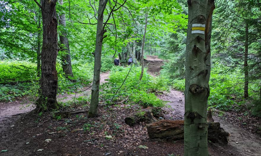 Yellow trail to Bukowe Berdo from Muczne