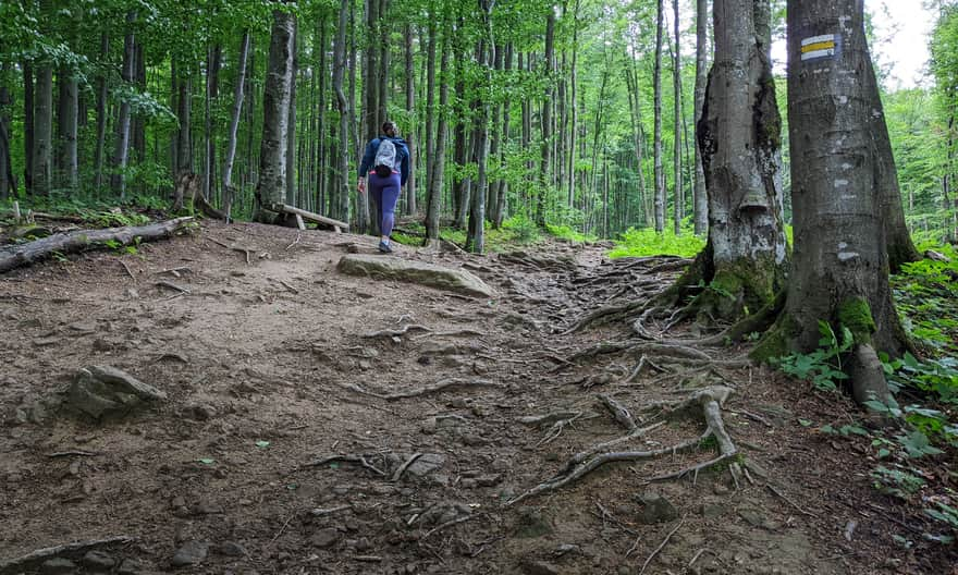 Yellow trail to Bukowe Berdo from Muczne