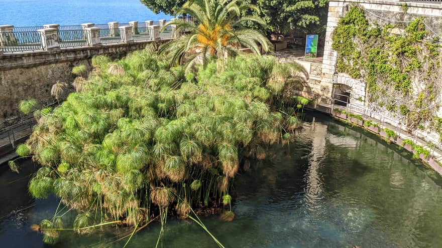 Papyrus growing by the Fountain of Arethusa